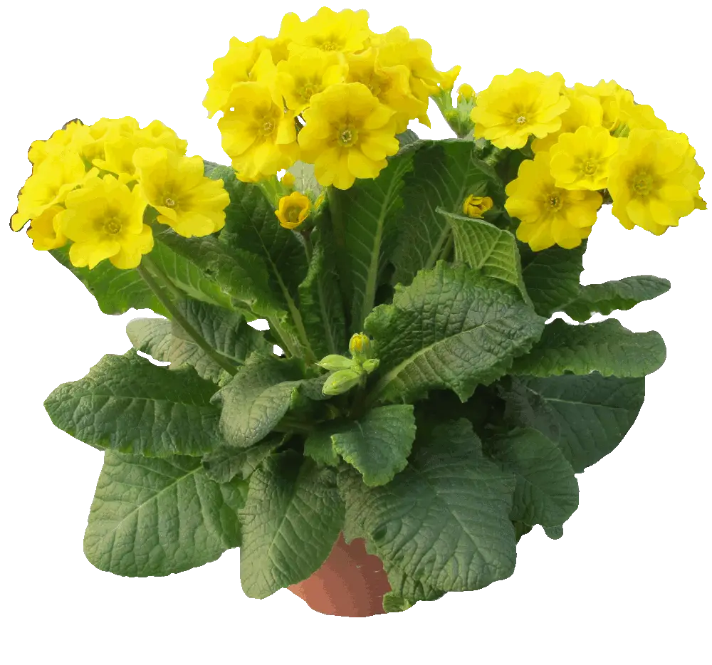 Yellow Flowers in Pot