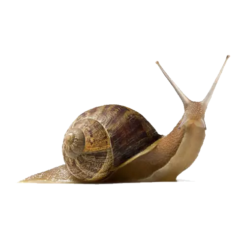 Brown Snail with Shell
