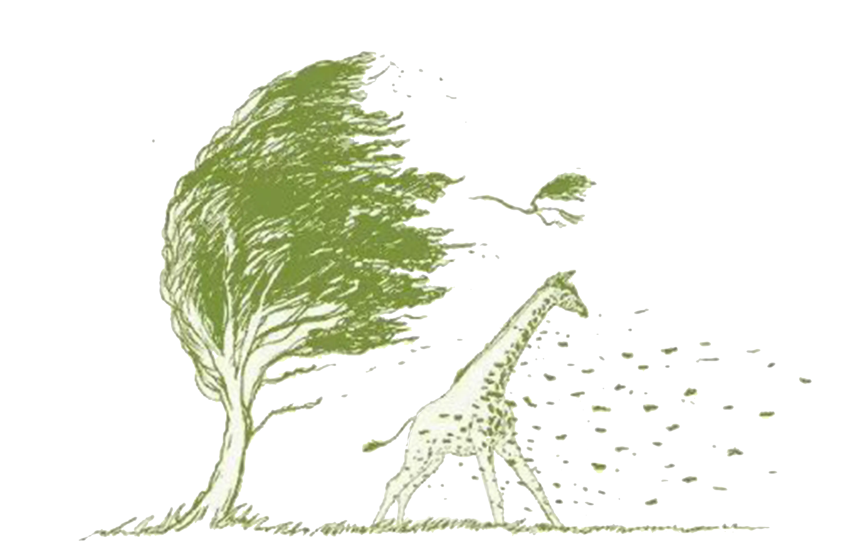 Giraffe Walking in Strong Wind