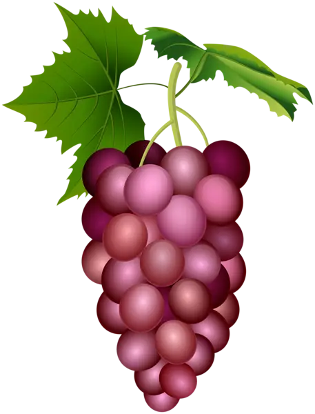 Purple Grapes Cluster for Fresh Delight