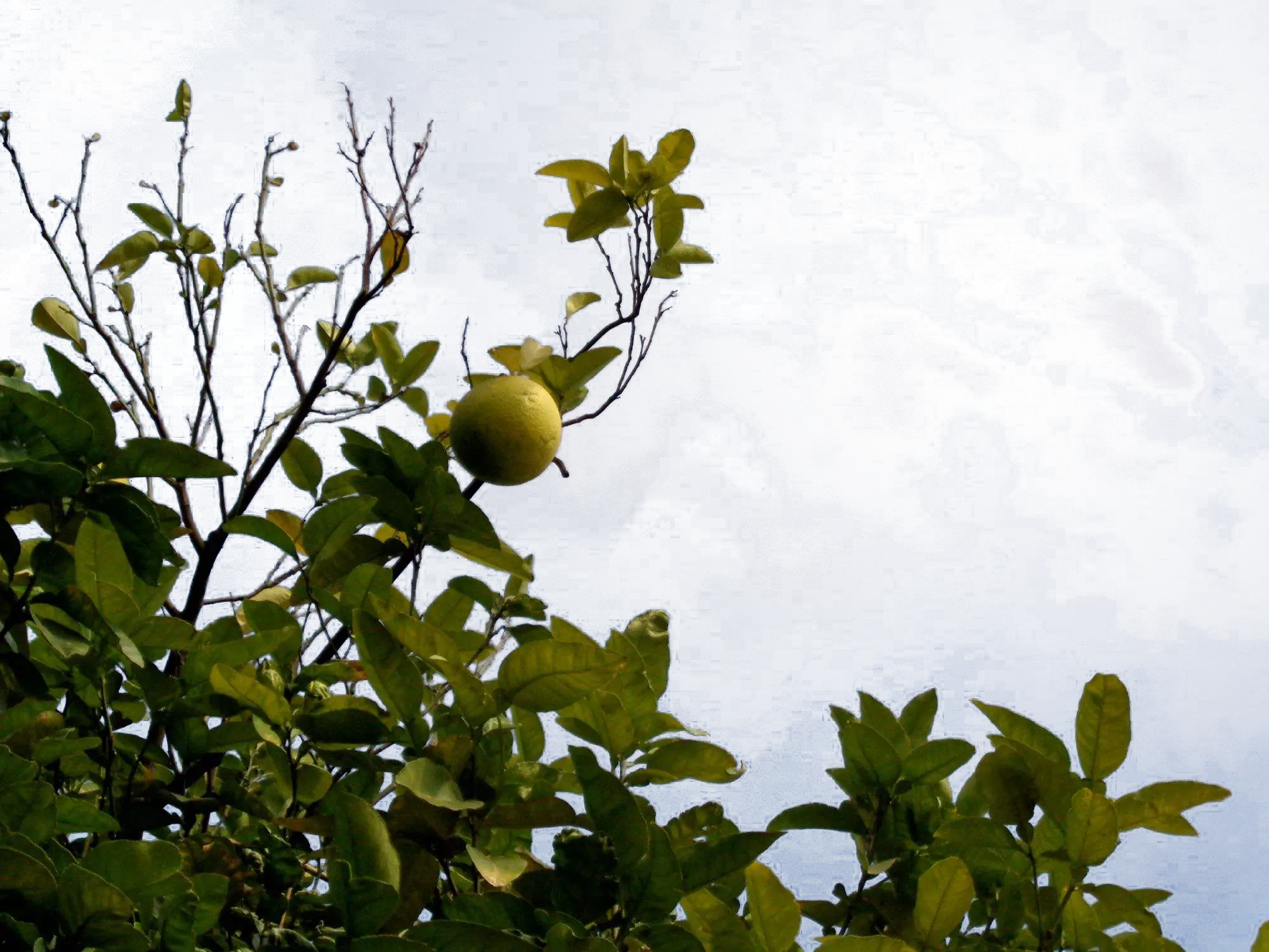 Lemon Tree with Green Leaves