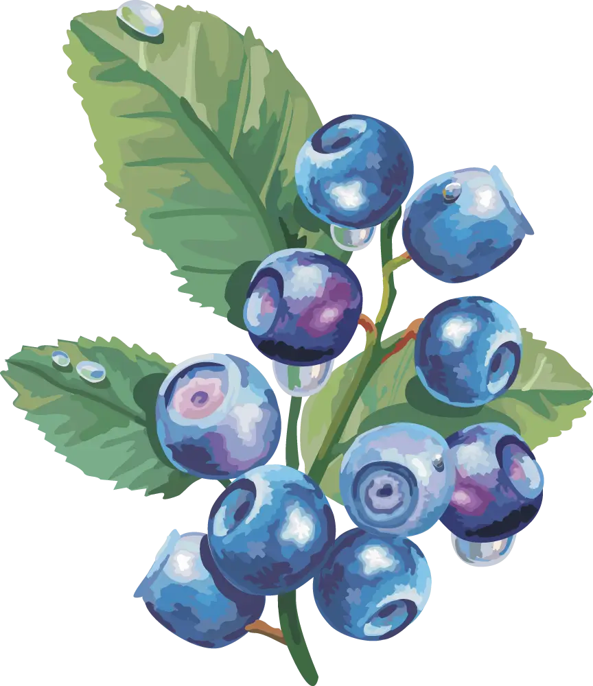 Ripe Blueberries Growing on a Plant