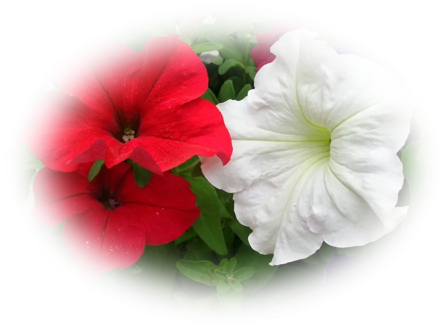 Red and White Flowers