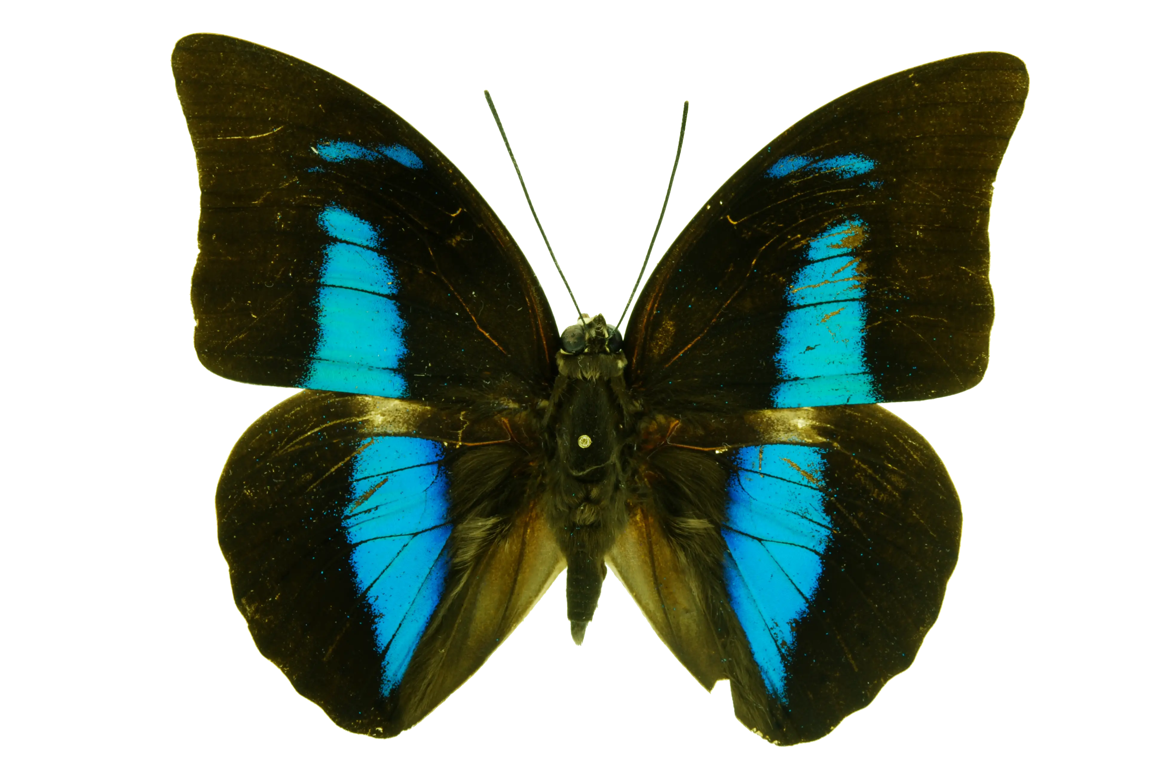 Beautiful Blue and Black Butterfly
