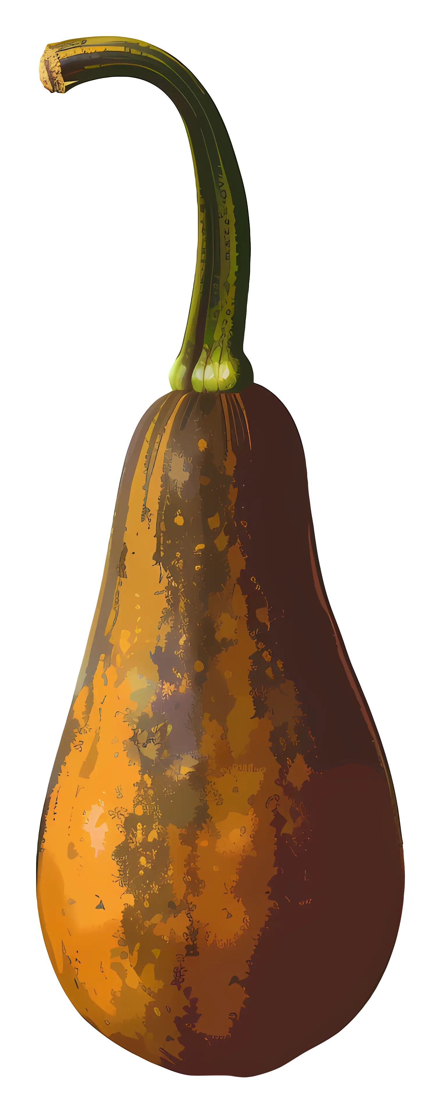Illustration of a Gourd