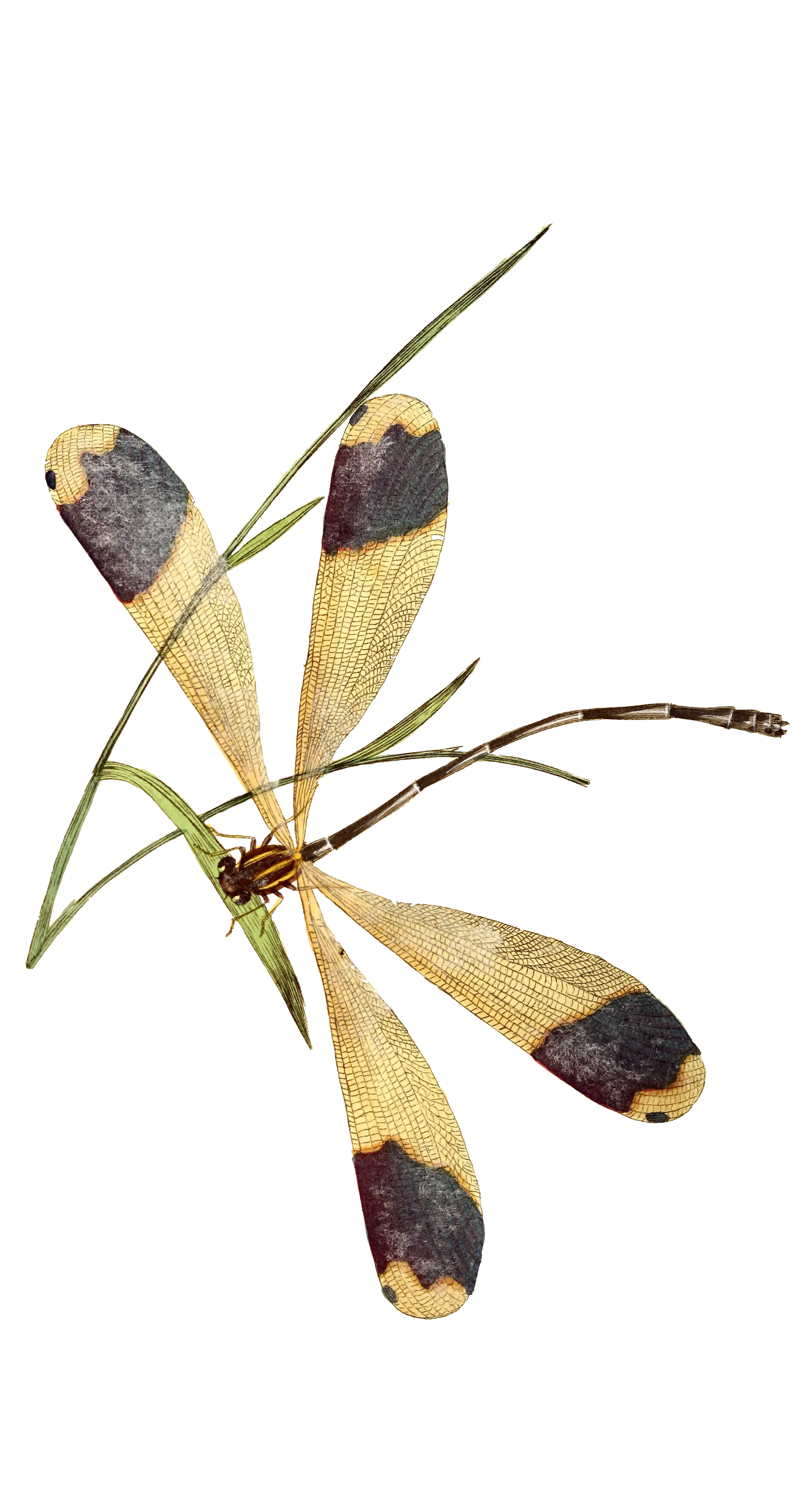 Delicate Dragonfly Artwork with Botanical Elements