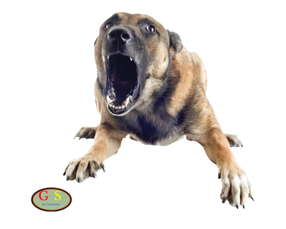 Aggressive Barking Dog