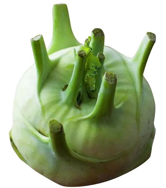 Fresh Green Kohlrabi Vegetable