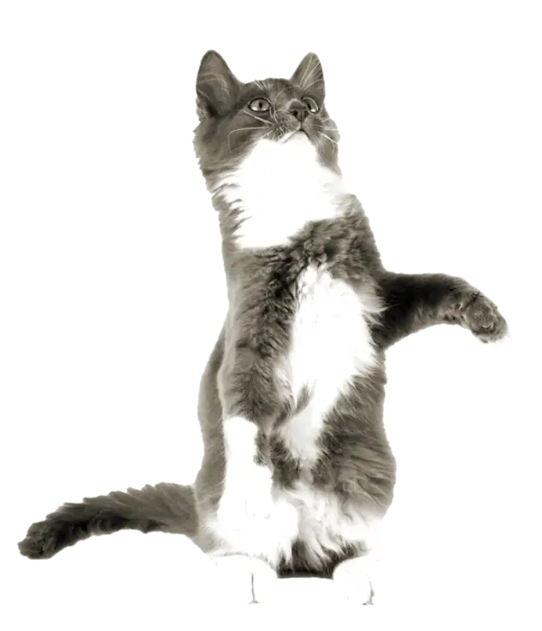 Standing Gray and White Cat in Action
