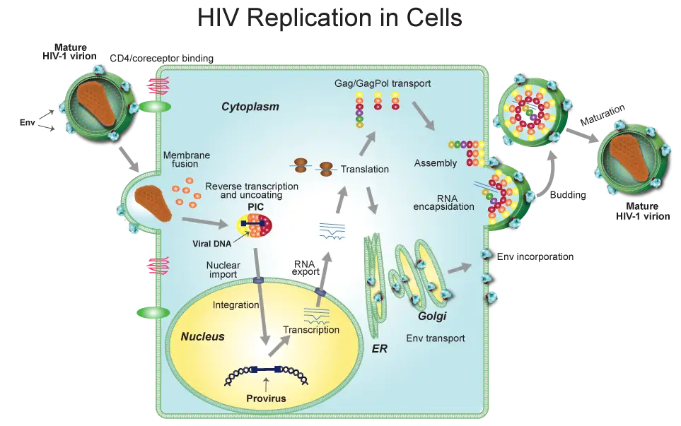 HIV Replication in Cells Diagram