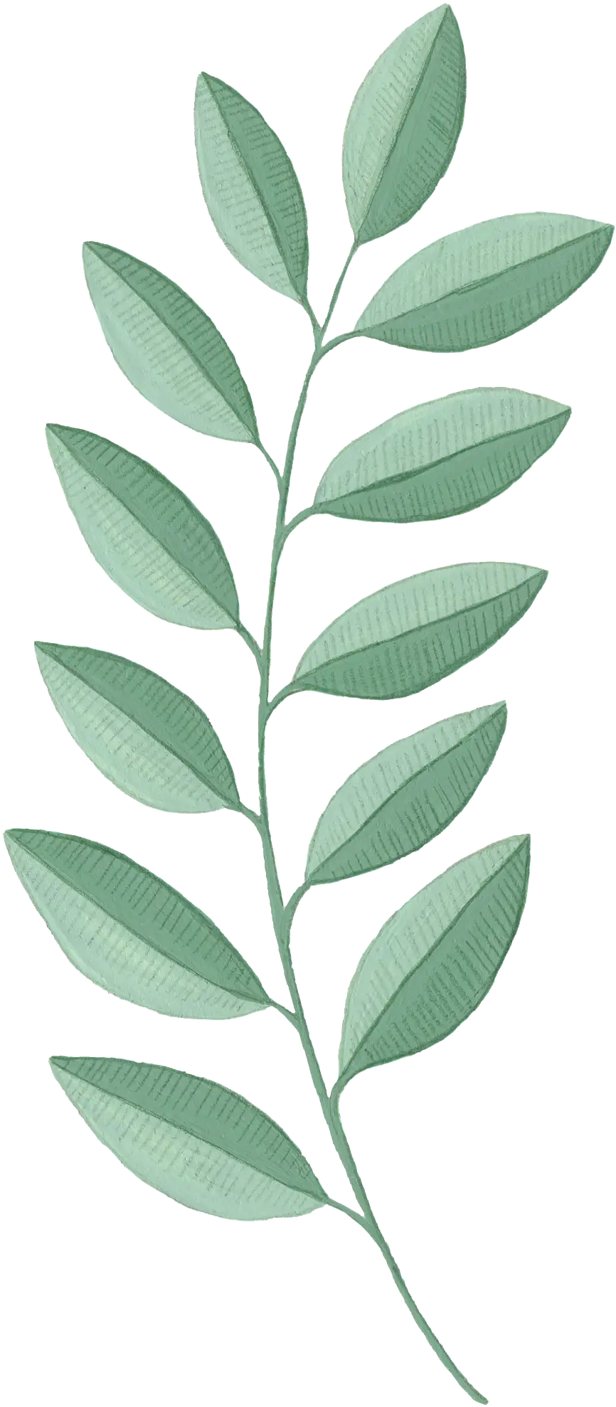 Branch of Green Leaves for Nature Theme