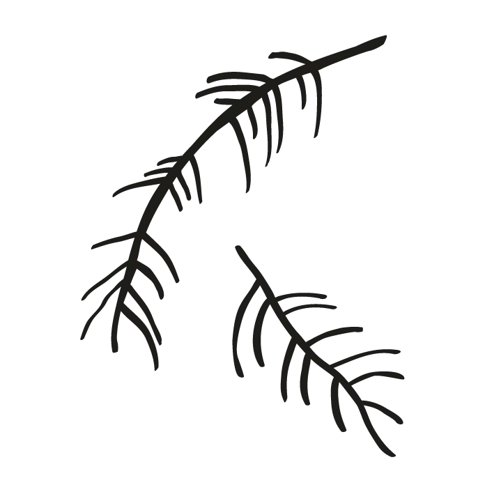 Simple Pine Tree Leaves Illustration