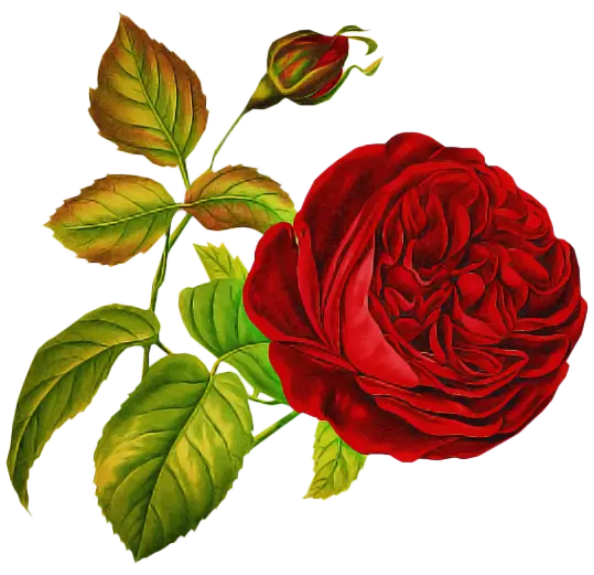 Red Rose with Leaves Illustration