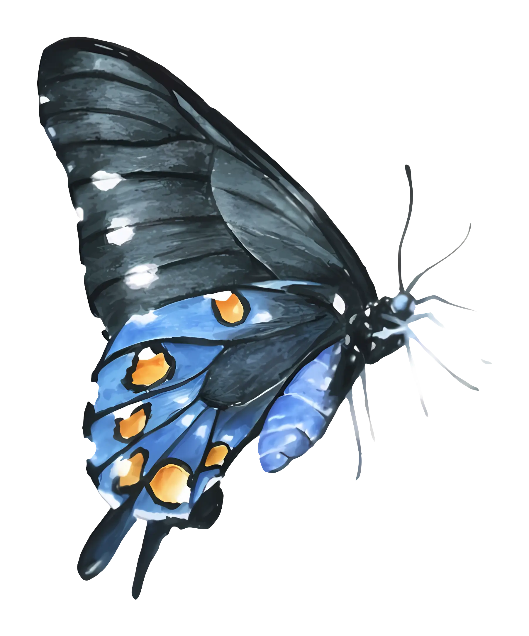 Vibrant Black and Blue Butterfly Illustration