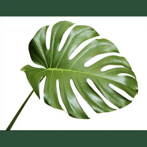Green Monstera Leaf Illustration