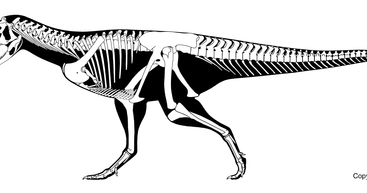 Tyrannosaurus Rex Skeleton Illustration