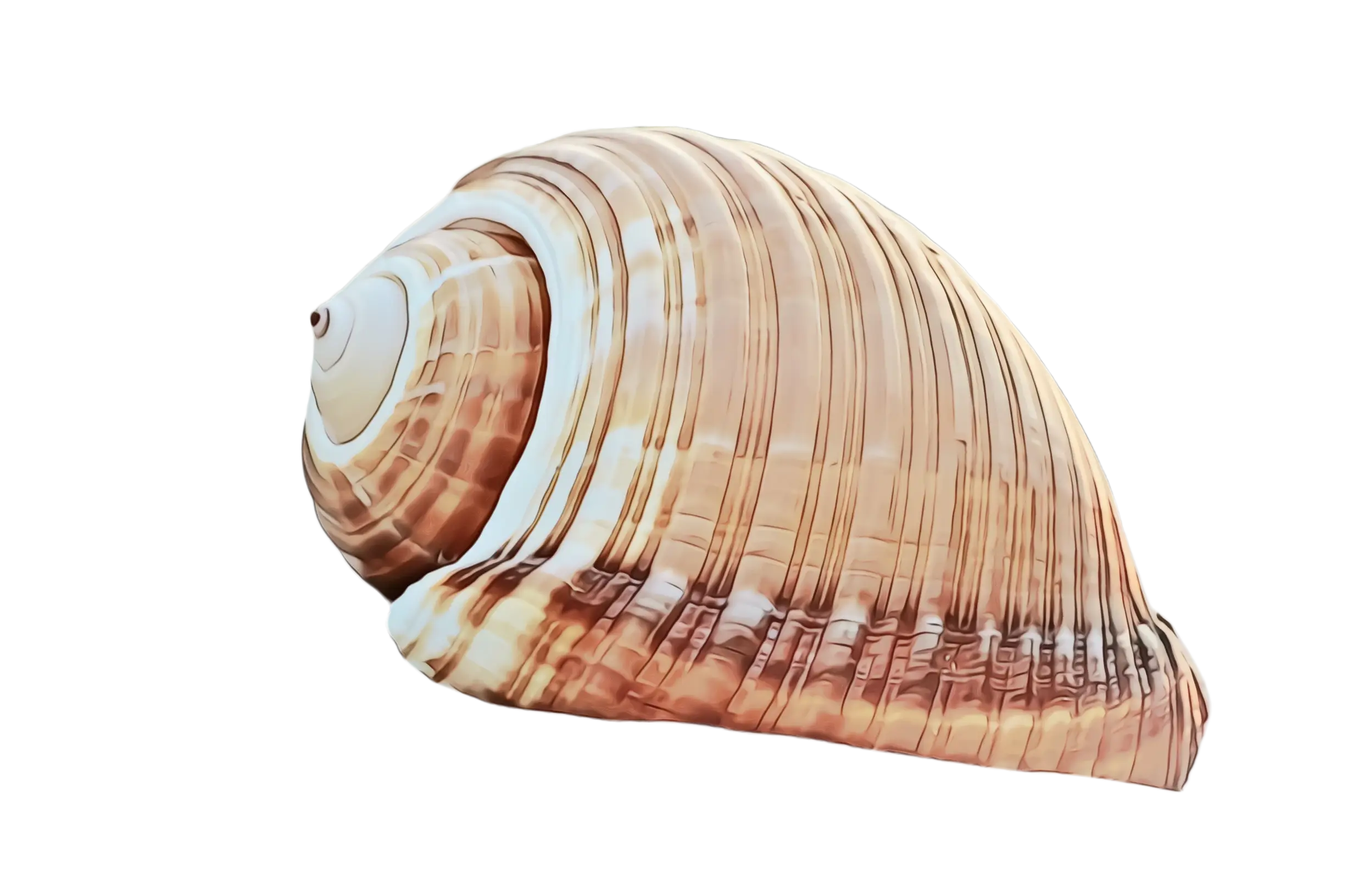 Beautiful Seashell