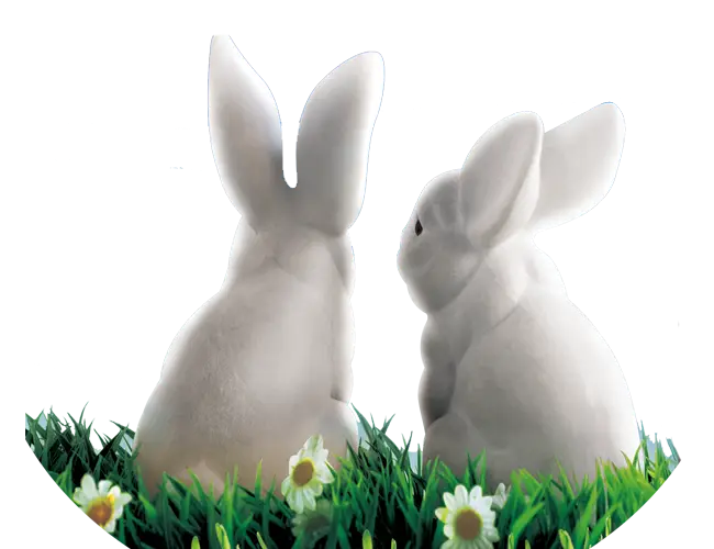White Rabbits in Grass with Daisies
