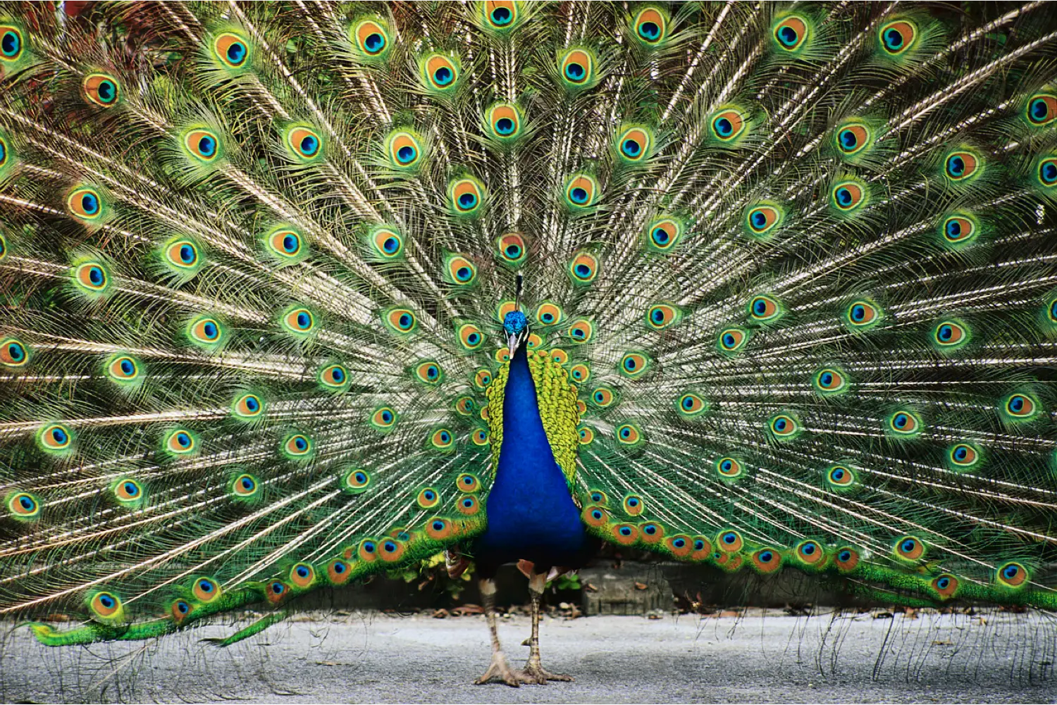 Majestic Real Peacock Display