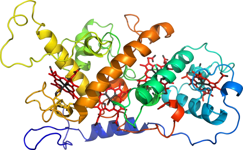 Protein Structure Molecular Model