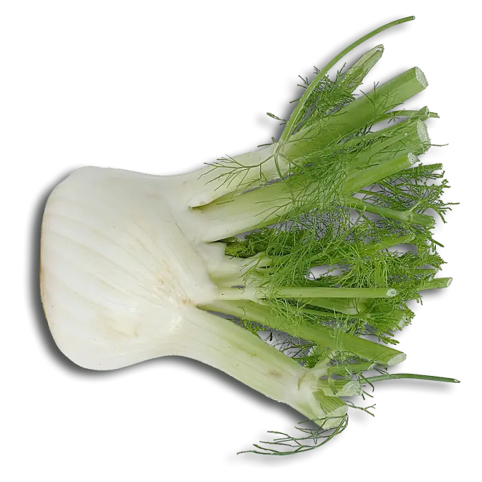 Fennel Bulb as Culinary Icon