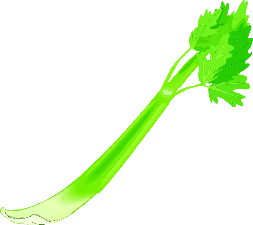 Fresh Green Celery Stick