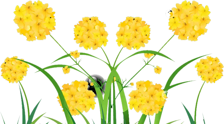 Bunch of Bright Yellow Flowers in Full Bloom