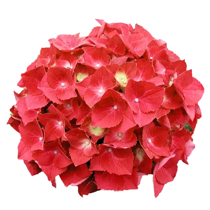 Vibrant Red Flower Bouquet