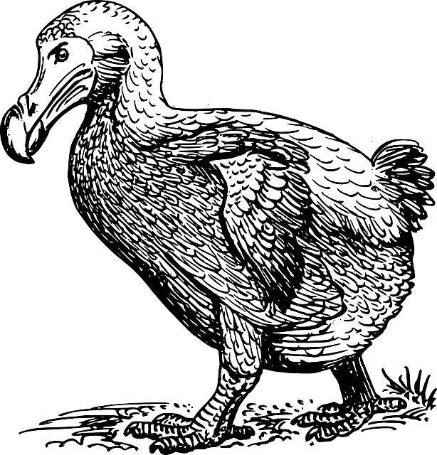 Illustrated Sketch of Dodo Bird