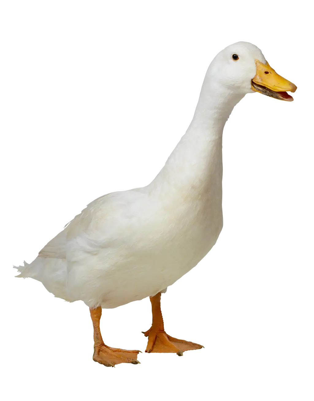 White Duck Standing with Beak Open