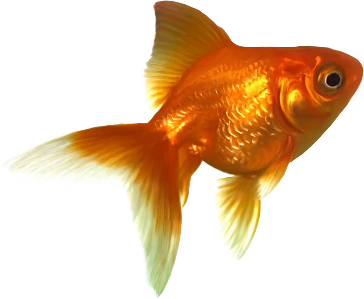 Beautiful Goldfish with Golden Scales