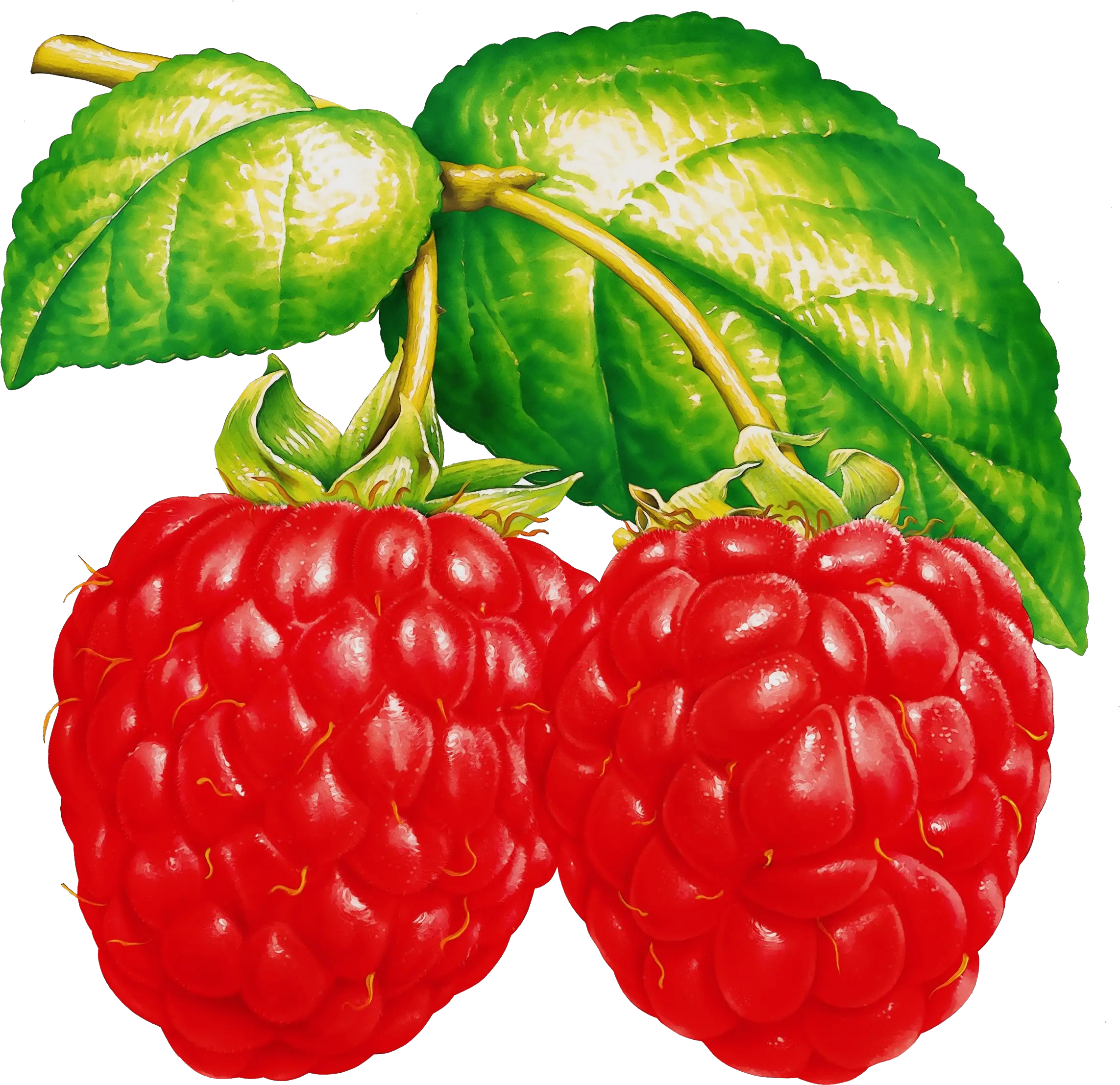 Bright Red Raspberries with Leaves
