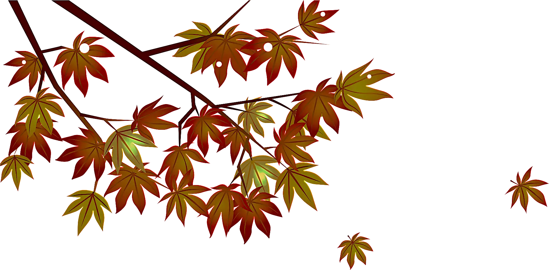 Autumn Maple Leaves on Branch