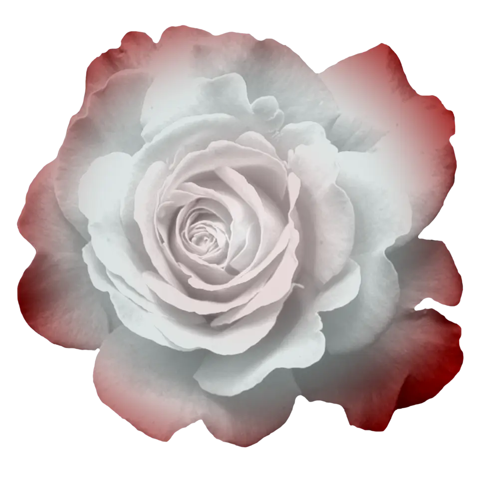 Stylized Grey and Red Gradient Rose