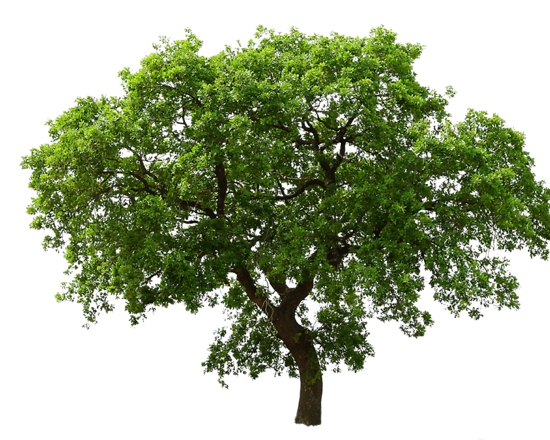 Lush Green Tree with a Tilted Trunk