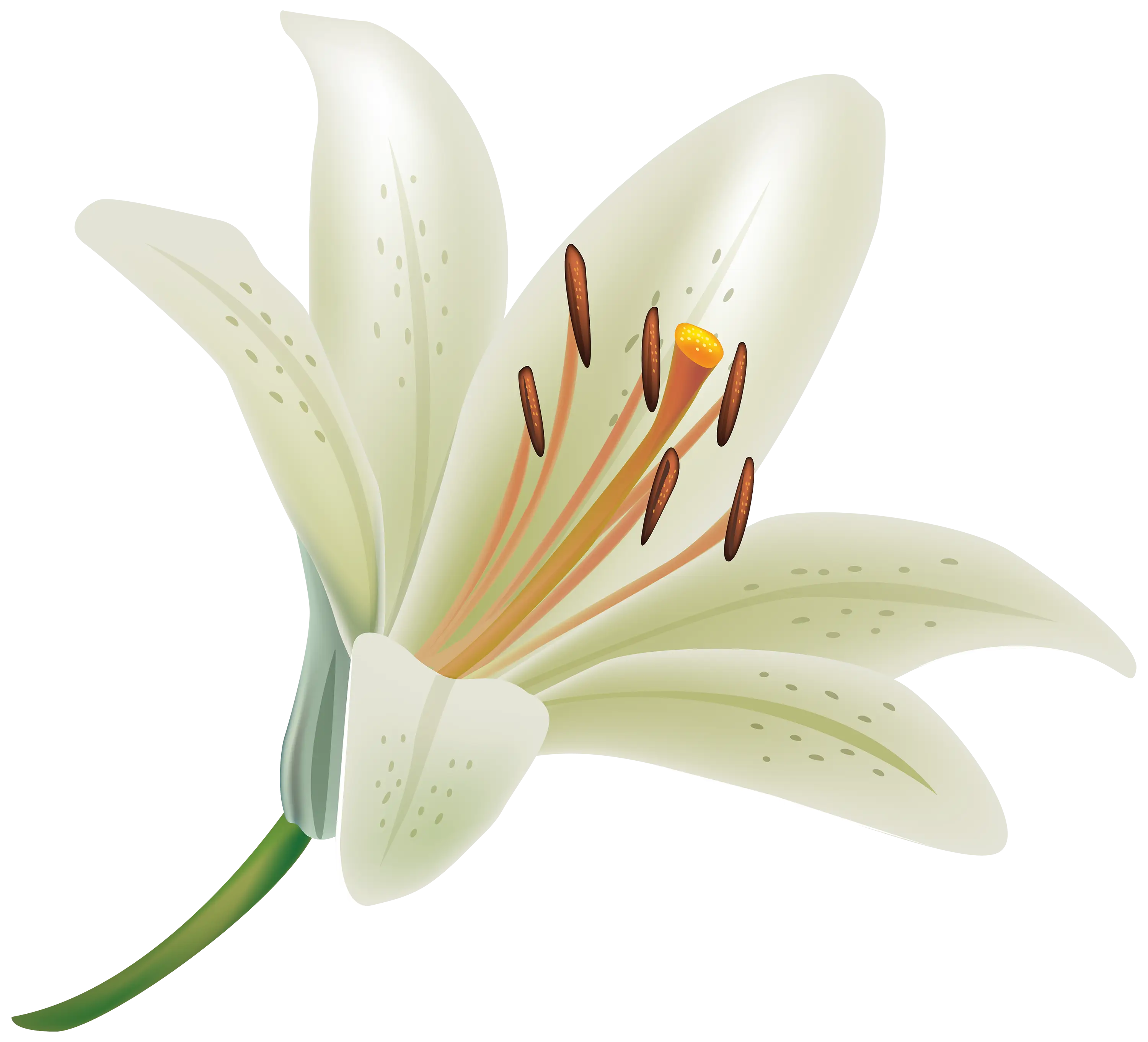 Elegant White Lily Flower Illustration