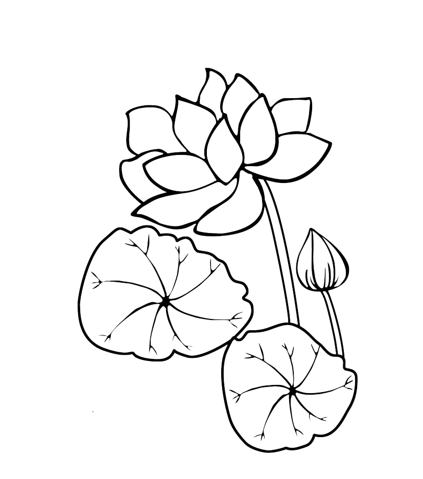 Lotus Flower with Leaves and Bud