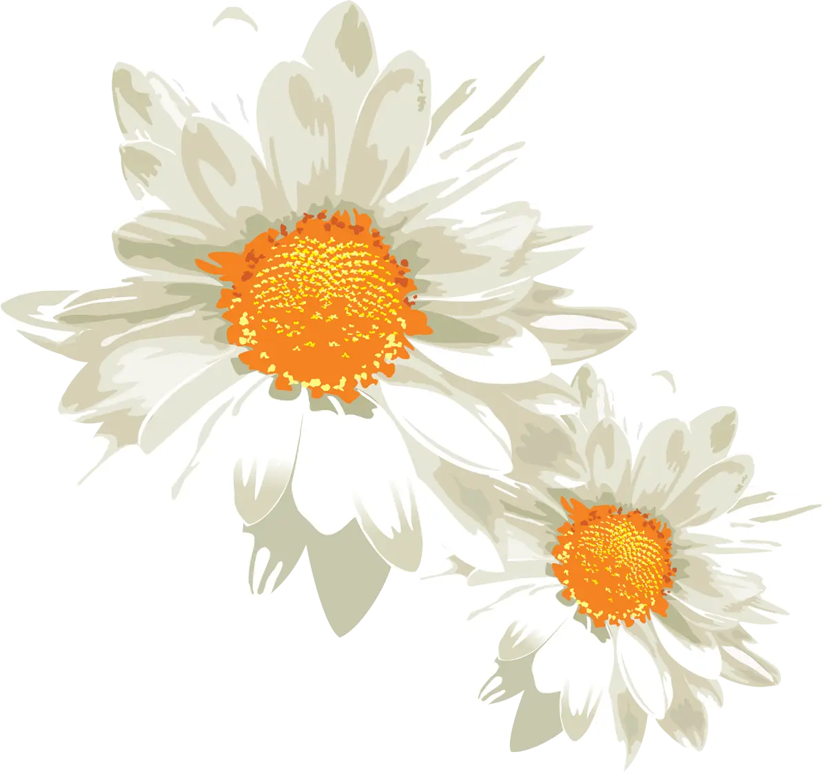 White Daisies Illustration