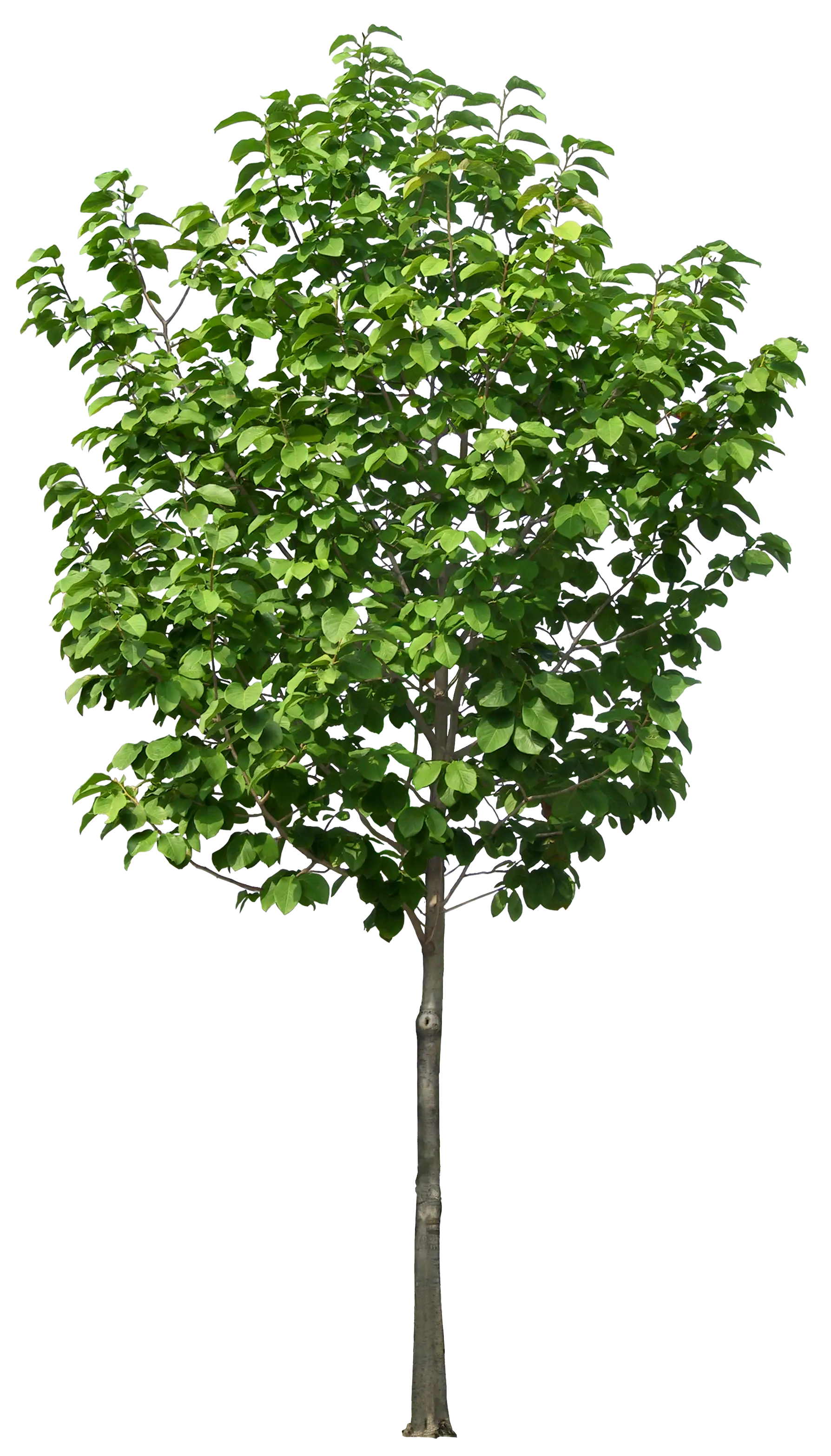 Well Rounded Leafy Tree with Dense Foliage
