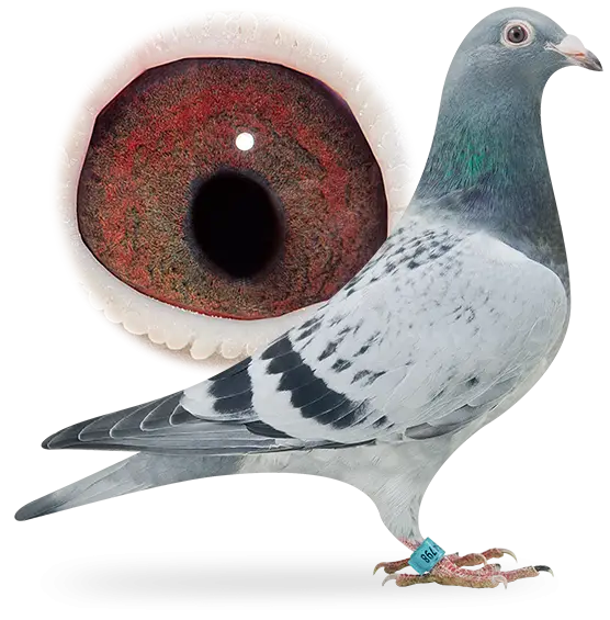 Gray Pigeon with Detailed Eye Close-Up