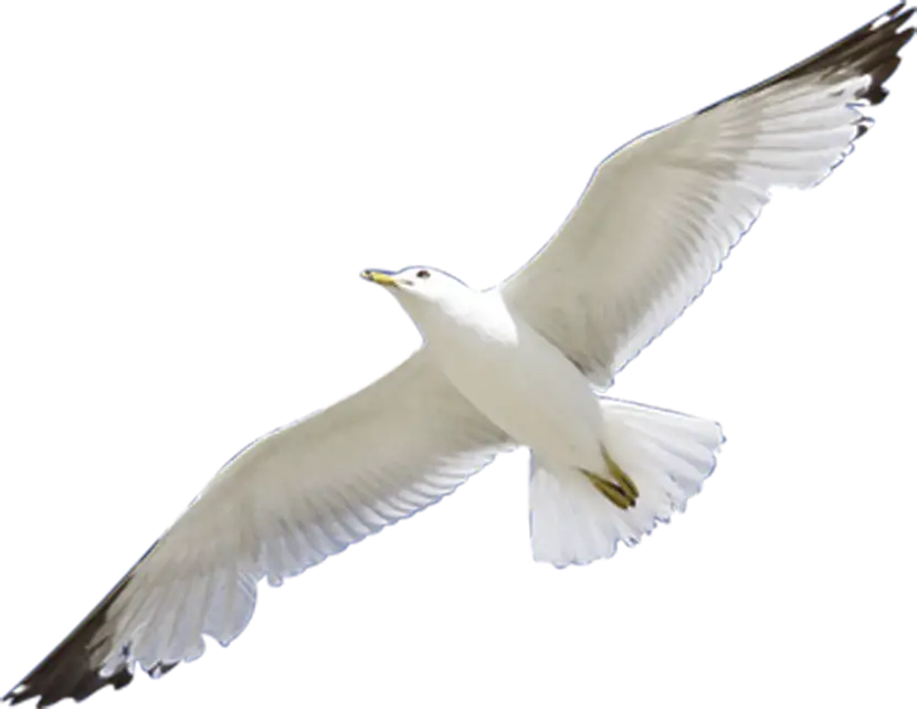 White Seagull Soaring Gracefully in the Sky