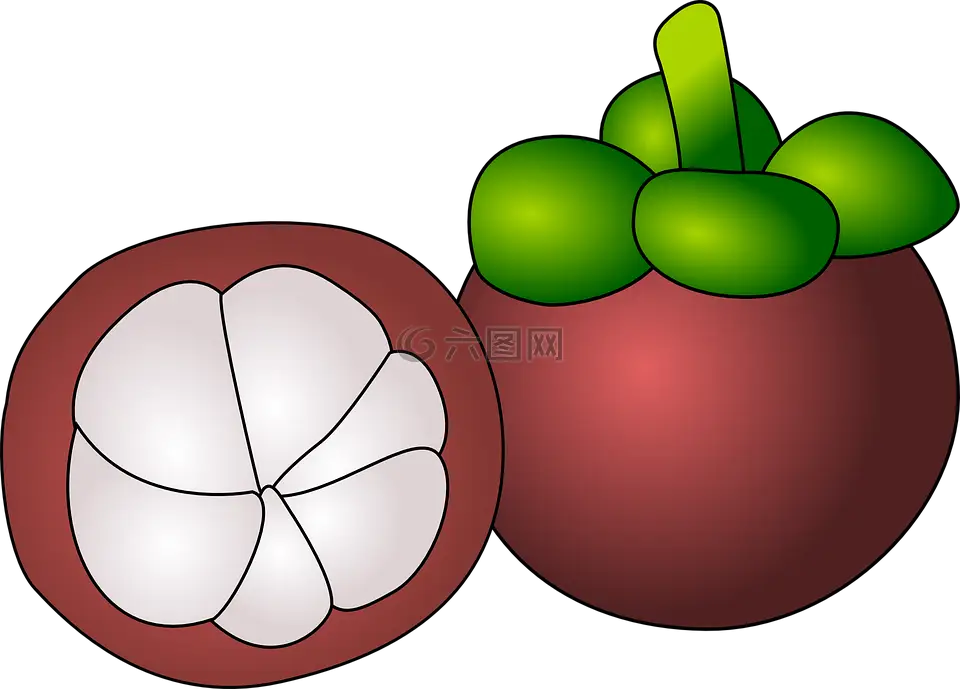 Mangosteen Fruit with Slice Illustration