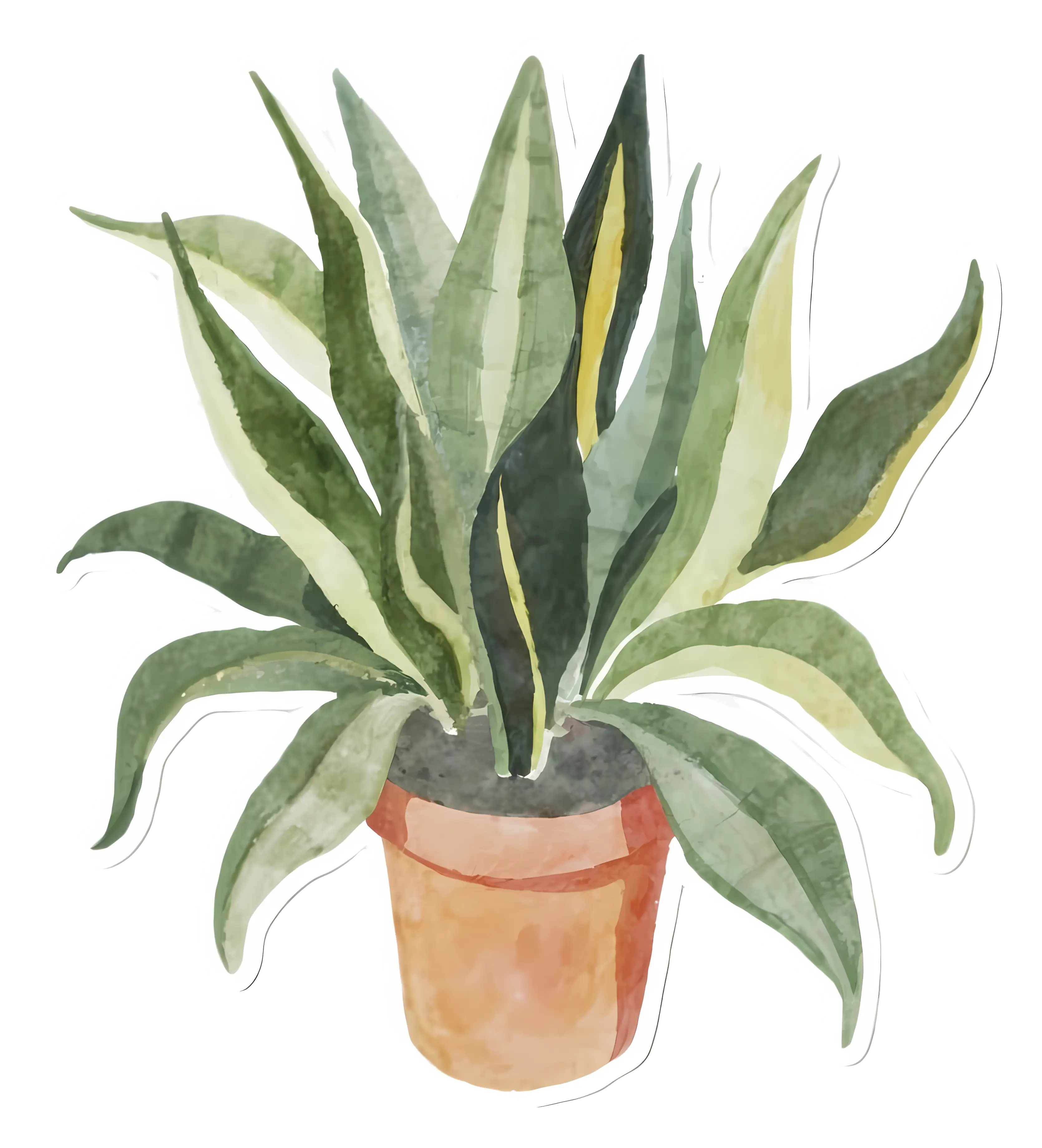 Watercolor illustration of a potted snake plant
