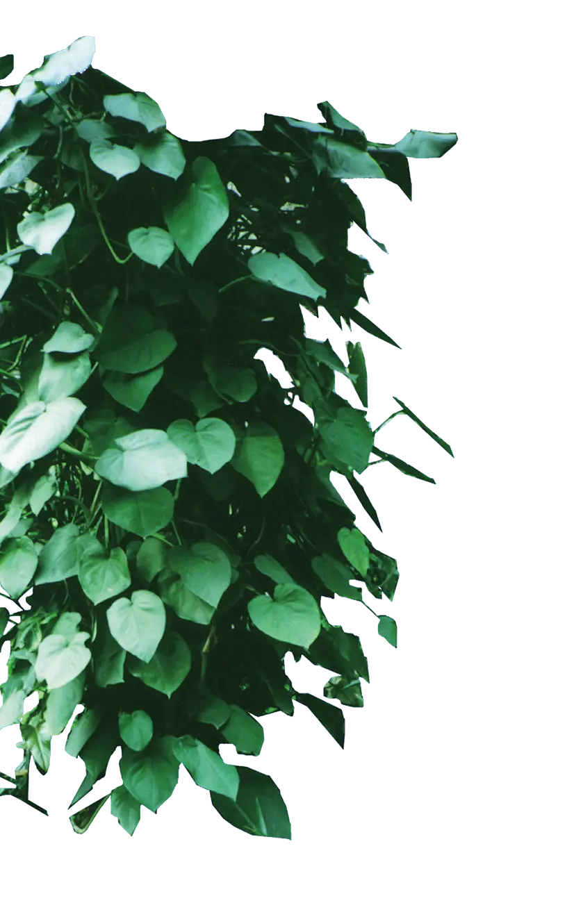 Green Leaves on Vine