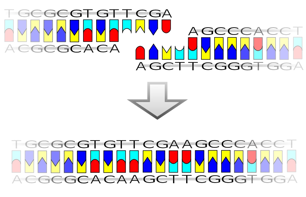 Illustration of DNA Sequence and Genetic Editing