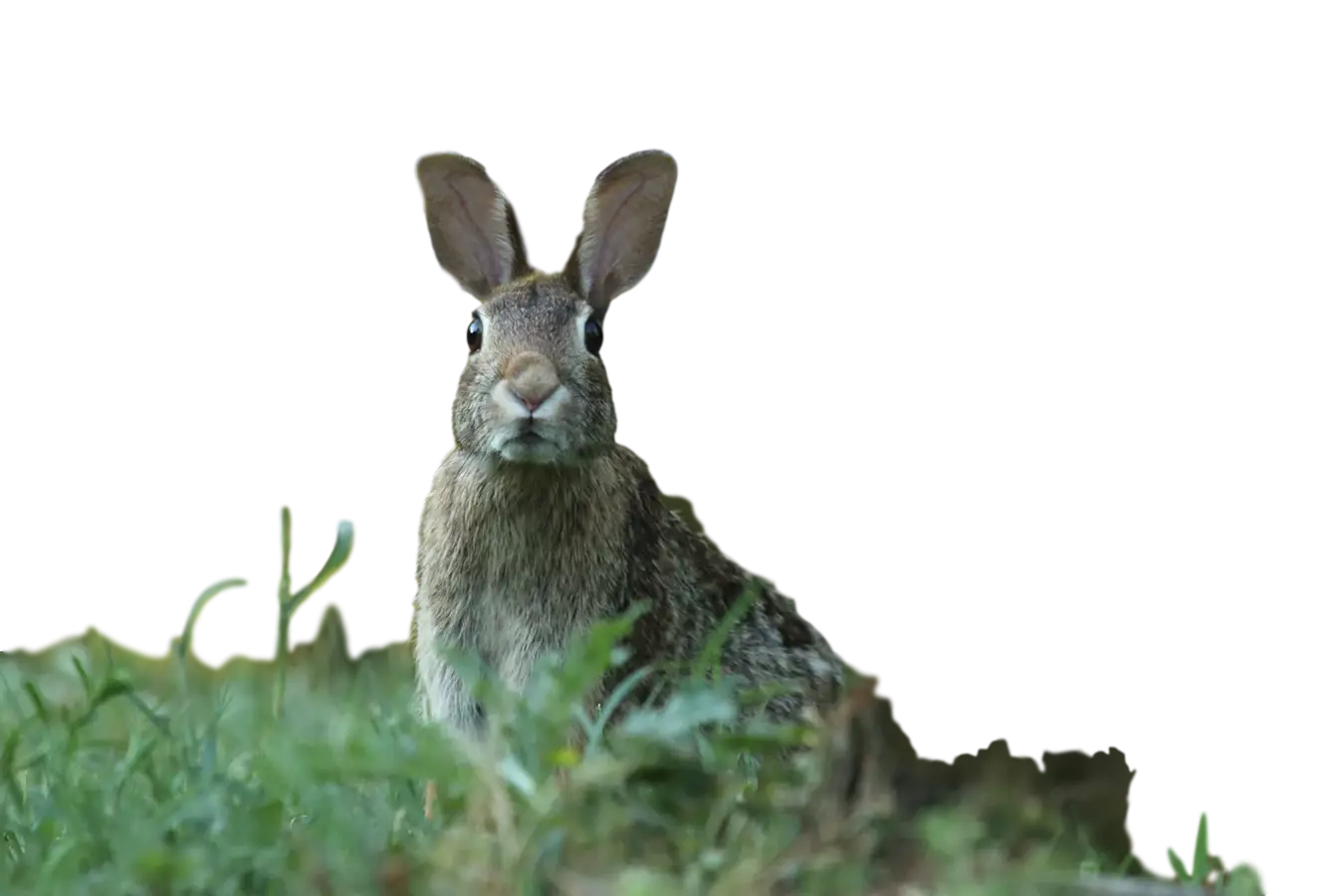Rabbit in the Grass