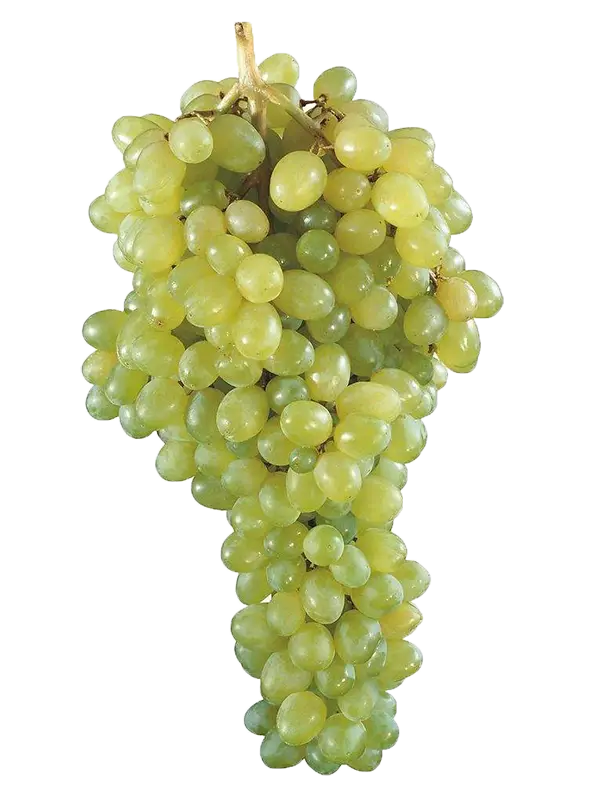 Green Grape Bunch Illustration