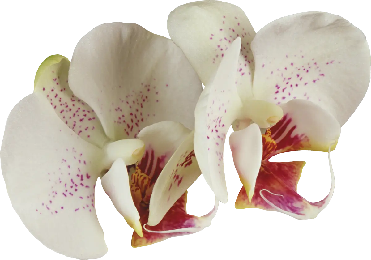 Beautiful White Orchid Flowers