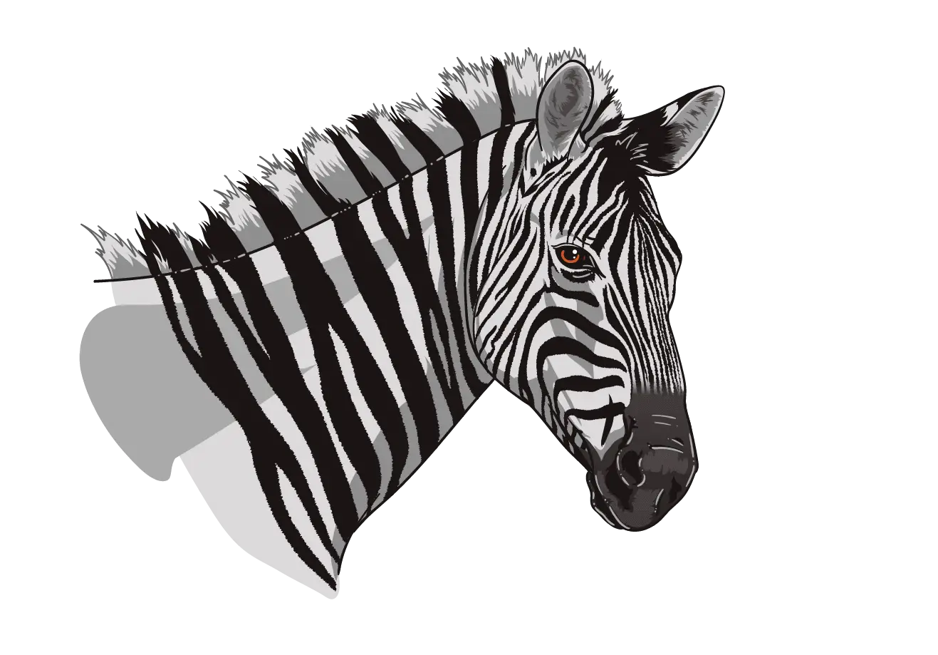 Zebra Illustration with Black and White Stripes