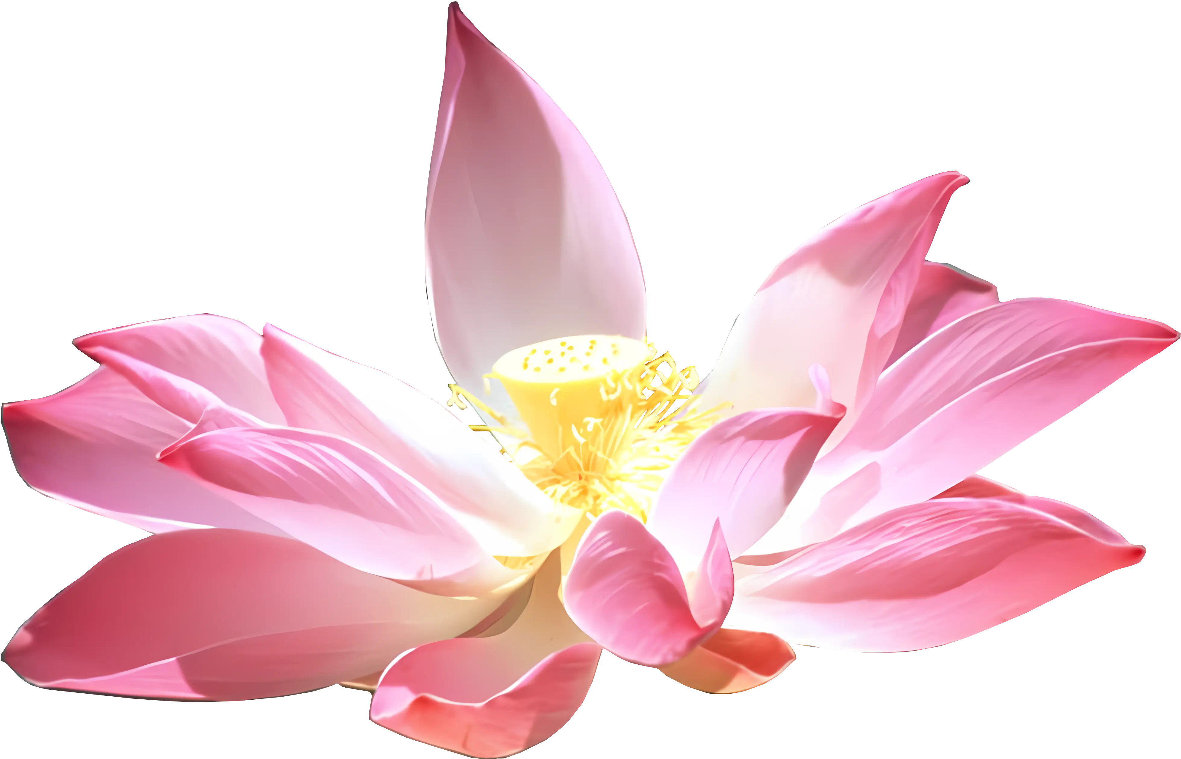 Pink Lotus Flower in Bloom